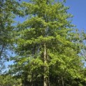 Quercus Palustris - 1