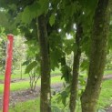 Platanus x Hispanica - 3