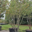 Zelkova serrata - 1