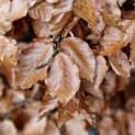 Fagus sylvatica - 1
