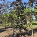 Fagus sylvatica 'Riversii' - 2