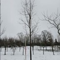 Malus domestica 'Rode Boskoop' - januari 2026