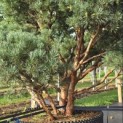 Pinus sylvestris 'Watereri' - 2