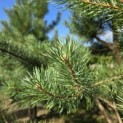 Pinus sylvestris - Foto 4