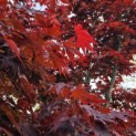 Acer palmatum 'Bloodgood' - 3