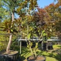 Magnolia grandiflora 'Galissonnière' - 5