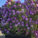 Rhododendron 'Catawbiense Grandiflorum - 4