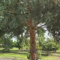 pinus sylvestris 'Glauca' - 5