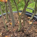 Amelanchier lamarckii - Foto 5