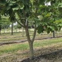 Quercus pontica - 2