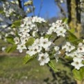 Pyus calleryana 'Chanticleer' - 1