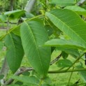 Juglans regia - blad
