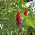 Rhus typhina - 4
