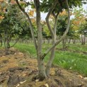 Parrotia persica - 3