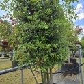 Quercus ilex - 8