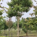 Heptacodium miconioides - Foto 3