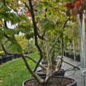 Parrotia persica - 5