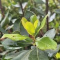 Arbutus unedo - Foto 3