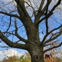 Fagus sylvatica - nov 2025
