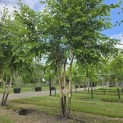 Betula nigra - 5