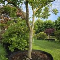 Magnolia soulangeana - Foto 1
