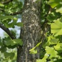 Ginkgo biloba - 1