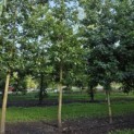 Quercus cerris - 4