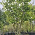 Acer carpinifolum - 3