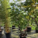 Pterocarya Fraxinifolia - Foto 3