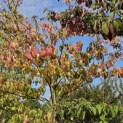 Cornus controversa - najaar