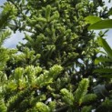 Abies Fraseri - 3