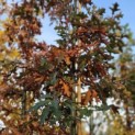 Quercus Palustris - impressie herfstkleuren
