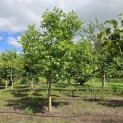Juglans regia - Foto 3