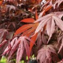 Acer palmatum 'Sumi-Nagashi' - 3
