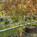 Acer palmatum - 2