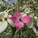 Cornus 'Norman Hadden' - 6