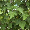 Acer rubrum 'Red Sunset' - Foto 2