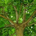 Morus alba 'Macrophylla' - moerbei kroon