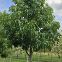 Liquidambar styraciflua 'Palo Alto' - Foto 3