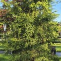 Tsuga canadensis - 1