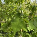 Magnolia Tripetala - 3