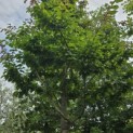 Parrotia persica 'Vanessa' - 1