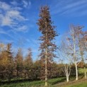Fagus sylvatica 'Atropunicea' - 1