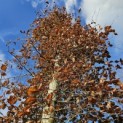 Fagus sylvatica 'Atropunicea' - 2