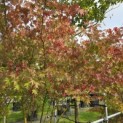 Acer palmatum - 1