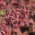 Acer palmatum 'Jerre Schwartz' - Foto 1