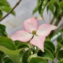 Cornus  kousa  'Scarlet Fire' - Foto 3