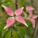 Cornus  kousa  'Scarlet Fire' - Foto 4