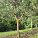 Pinus sylvestris - 9