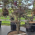 Acer palmatum 'Red Emperor' - Foto 3